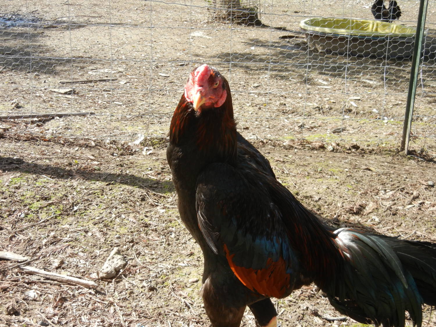 Oriental Gamefowl Thread Page 152 BackYard Chickens