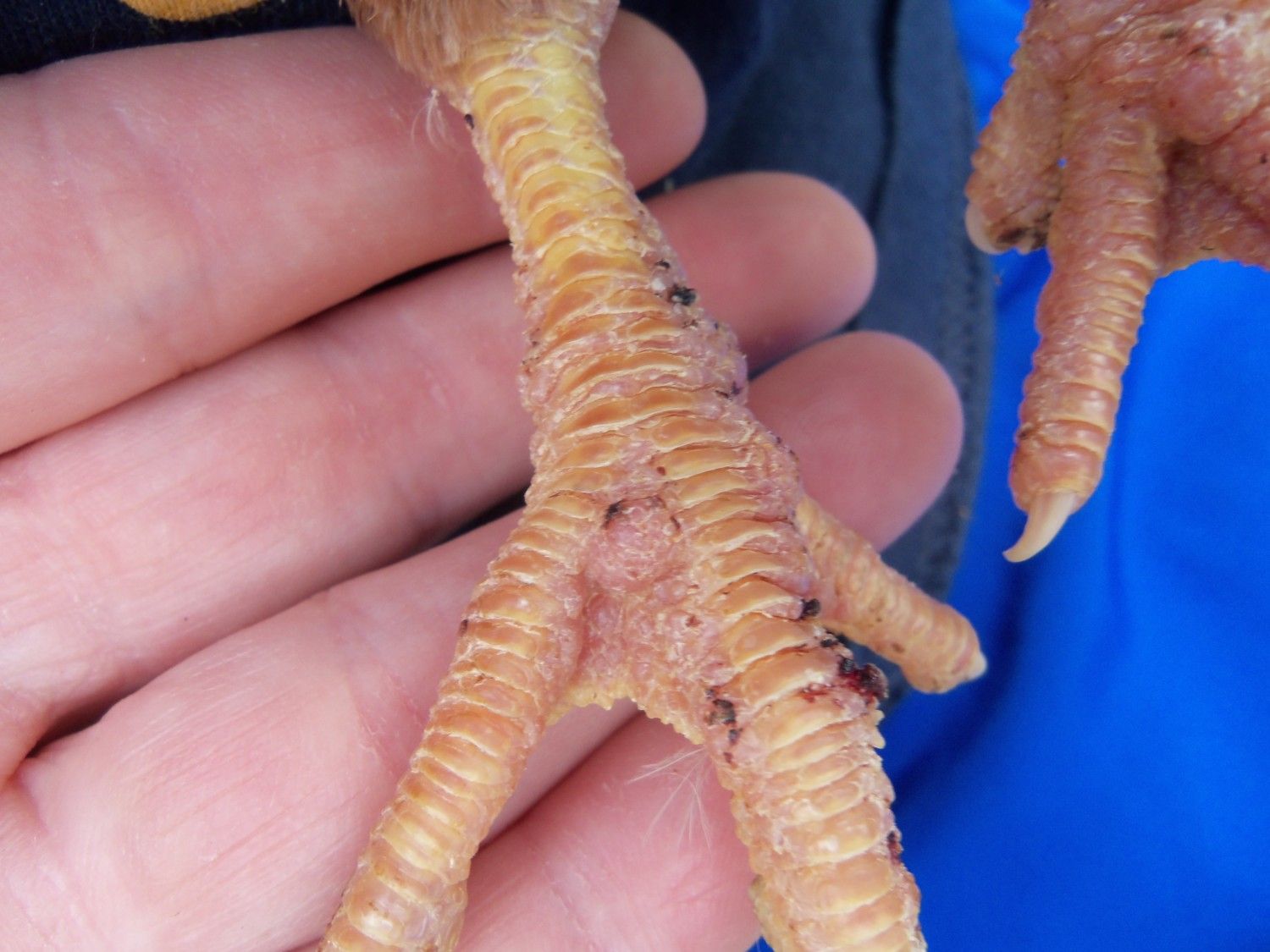 5 wk old chick w/ swollen,crusty feet & resp. issues PIC BackYard Chickens