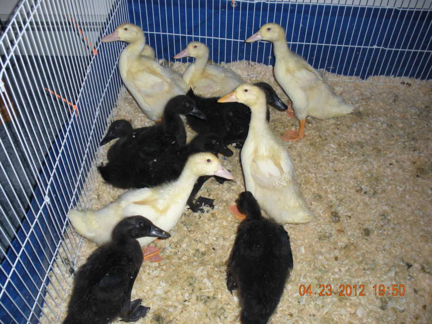 Cayuga Ducks? Page 6 BackYard Chickens Learn How to Raise Chickens