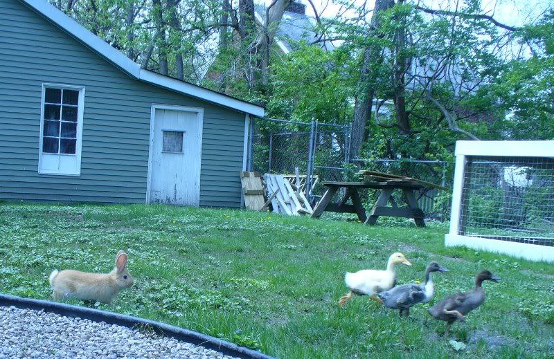 Rabbits And Ducks Not So Much Backyard Chickens Learn How To Raise Chickens