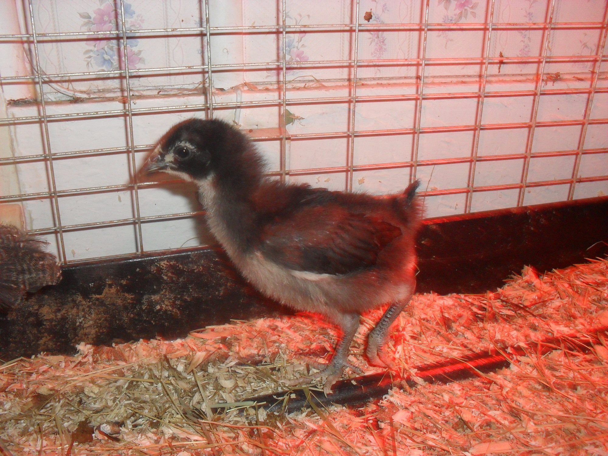 black jersey giant pullet