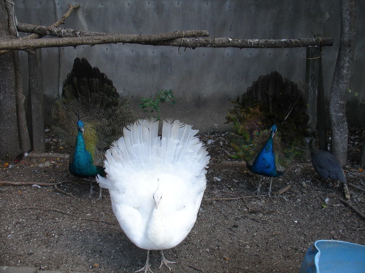 Sexing A White Peafowl Backyard Chickens Learn How To Raise Chickens