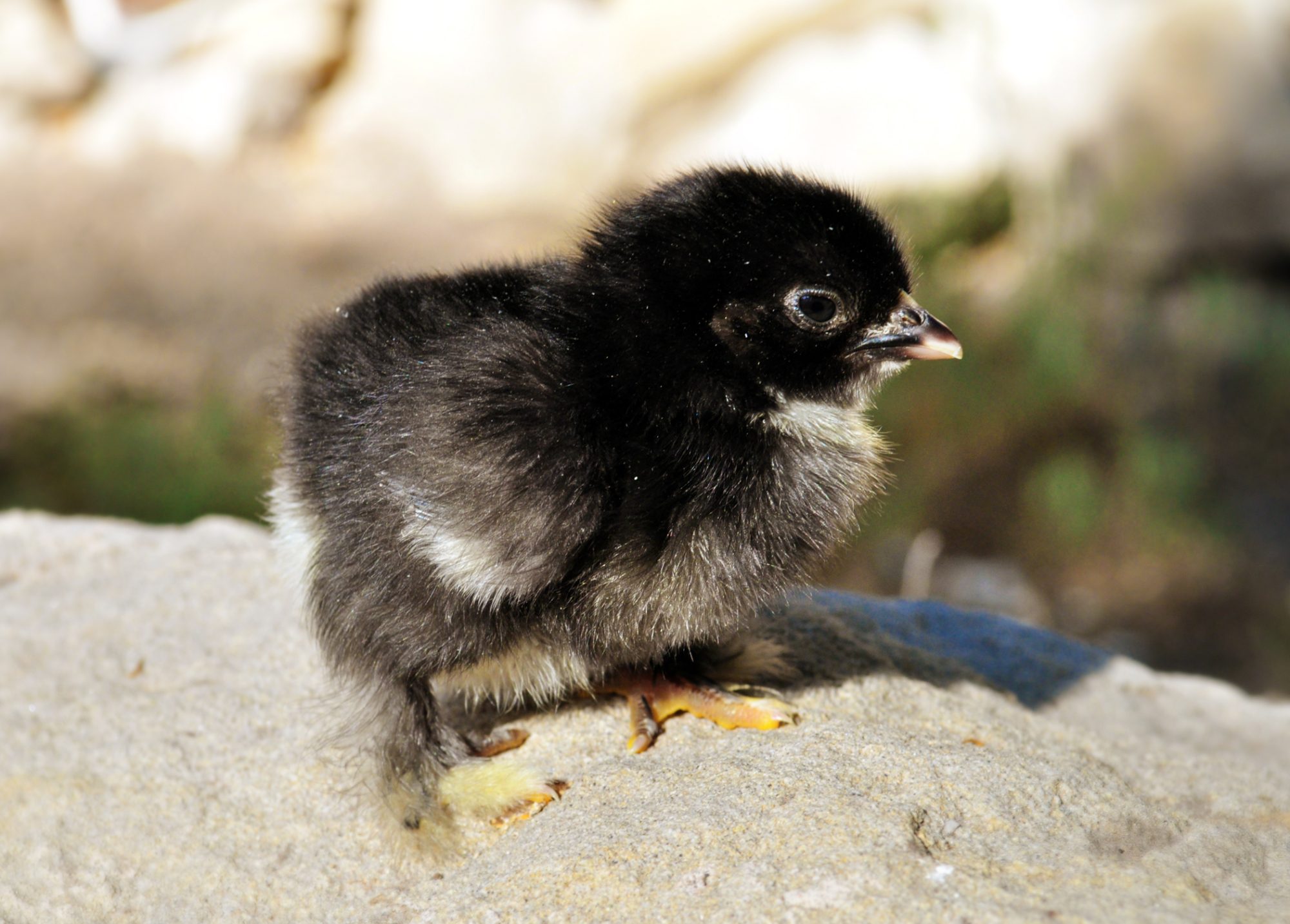 Black Chicks