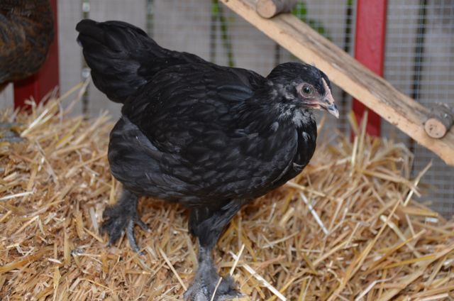 Black Feathered Feet? What breed do we have?  BackYard Chickens