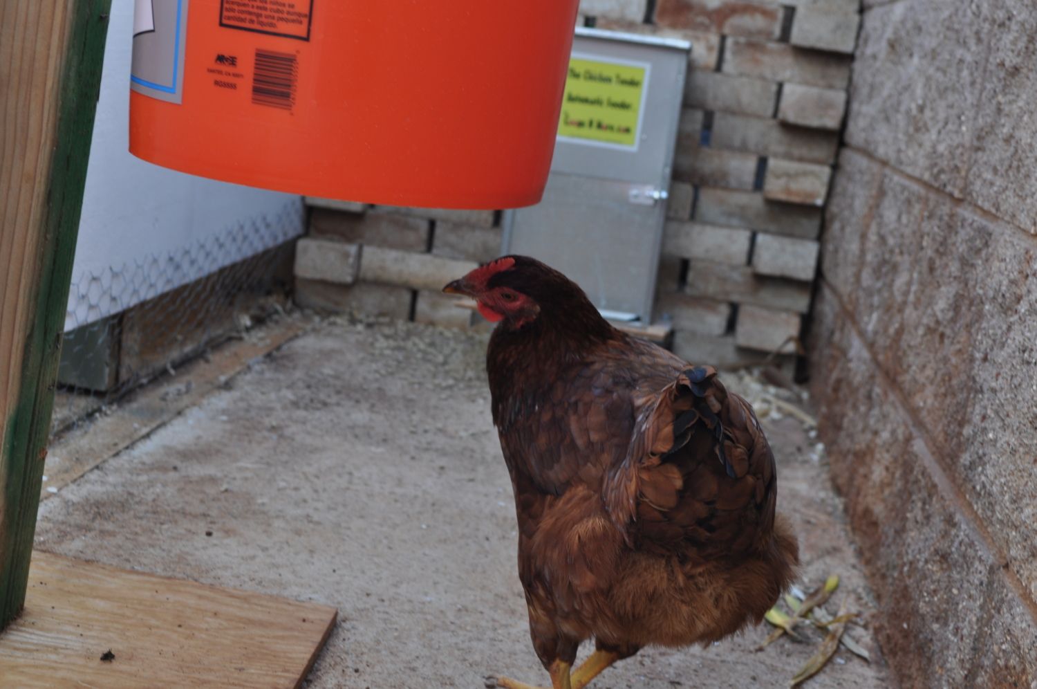 Hawaii Recycled Coop | BackYard Chickens