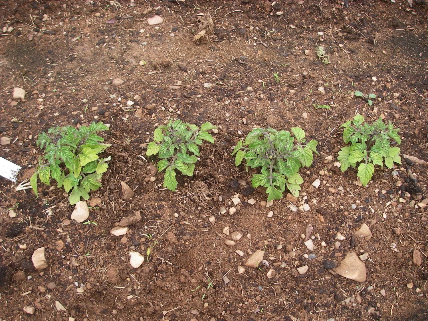 Why Are My Plants Turning Yellow Backyard Chickens Learn How