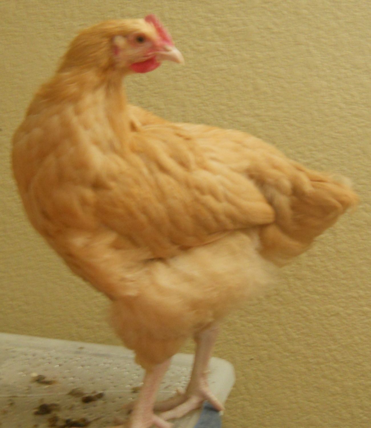 Orpie chicken sales