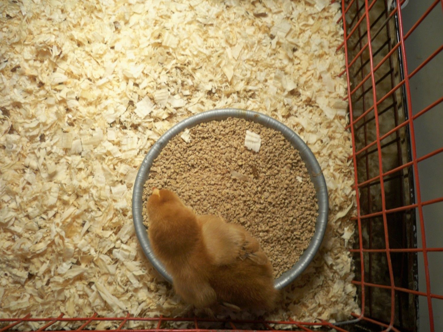 ZC