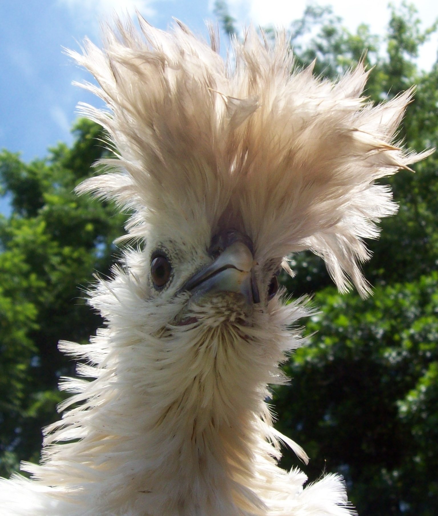 Polish Frizzle Rooster