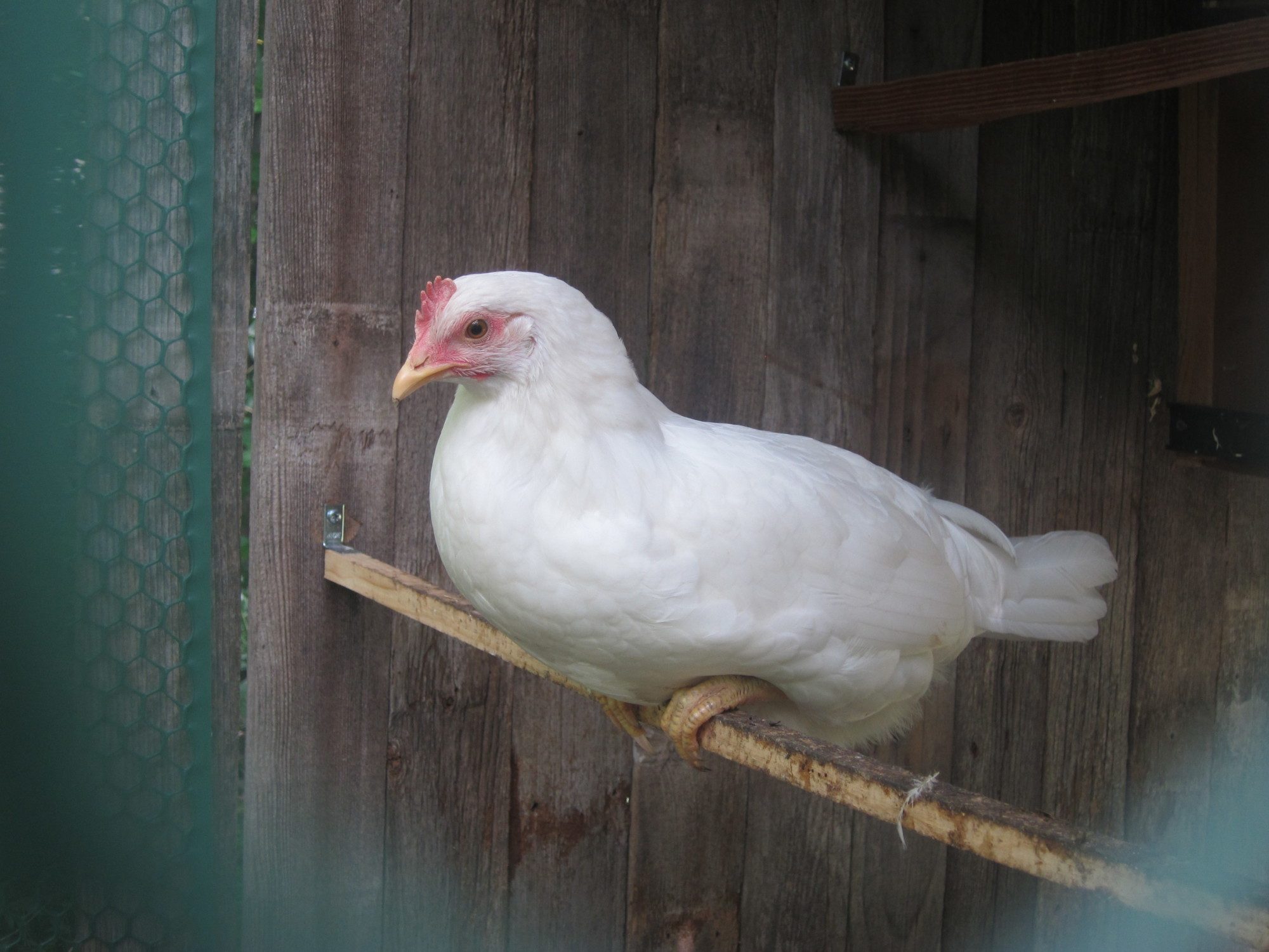 First Egg Countdown Page 152 BackYard Chickens