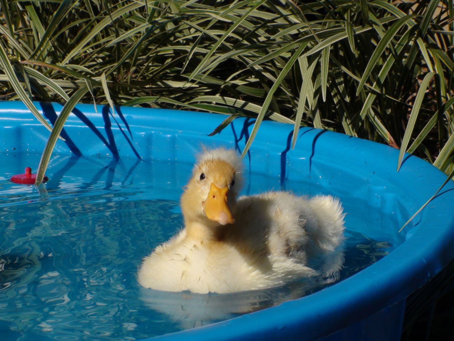 toys for ducklings