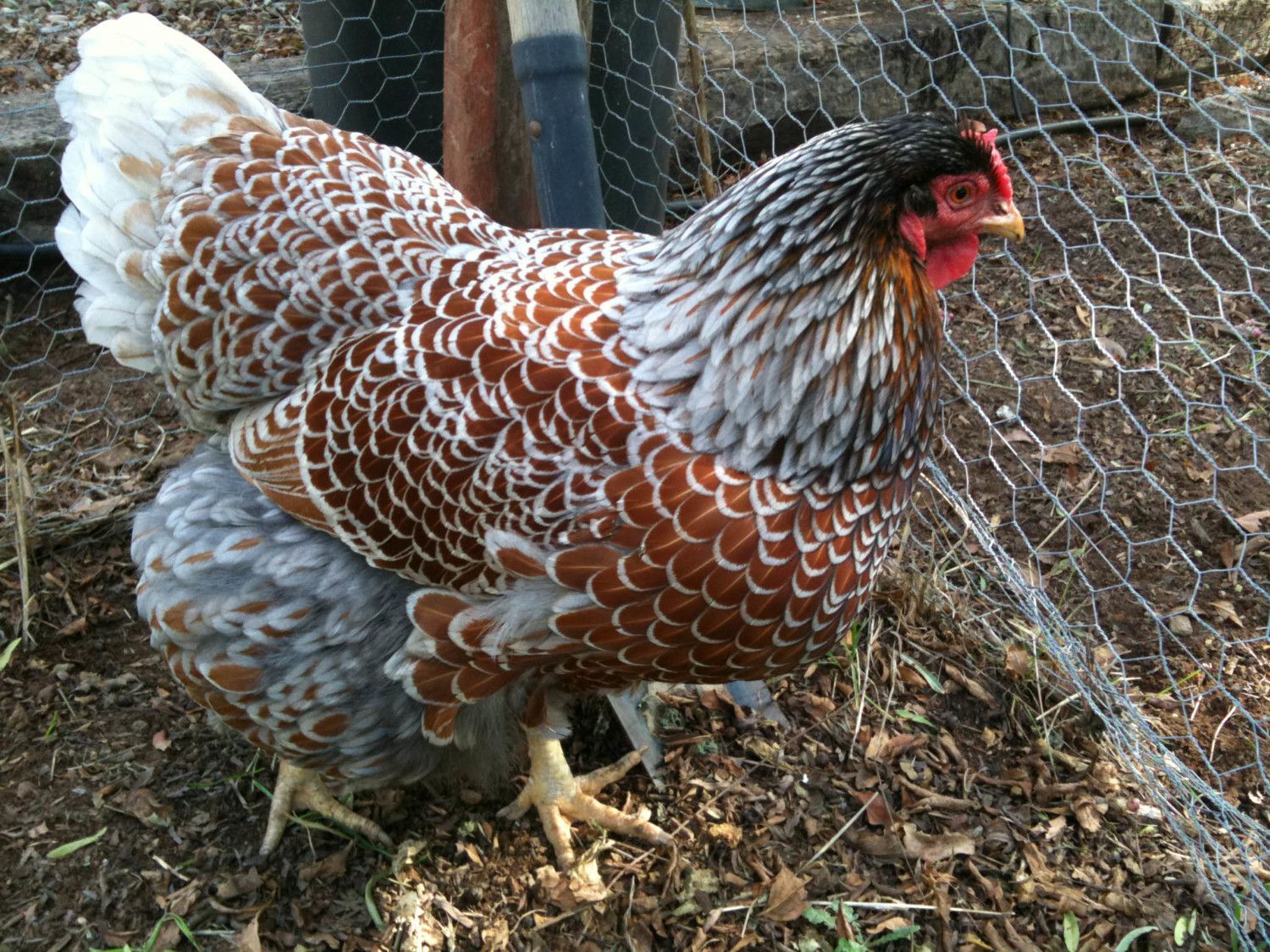 Blue Laced Wyandotte 11 eggs BIN BackYard Chickens - Learn to Raise Chickens