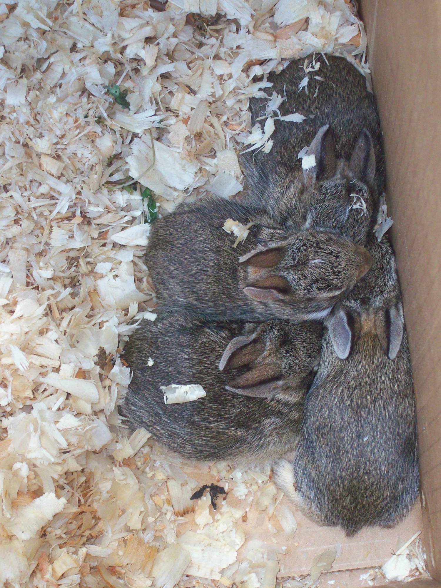 Help Needed! I just disturbed a wild rabbit nest with my lawnmower ...