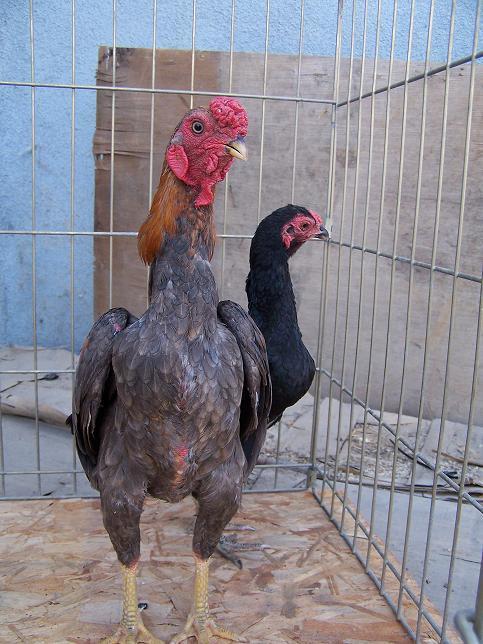 ZC