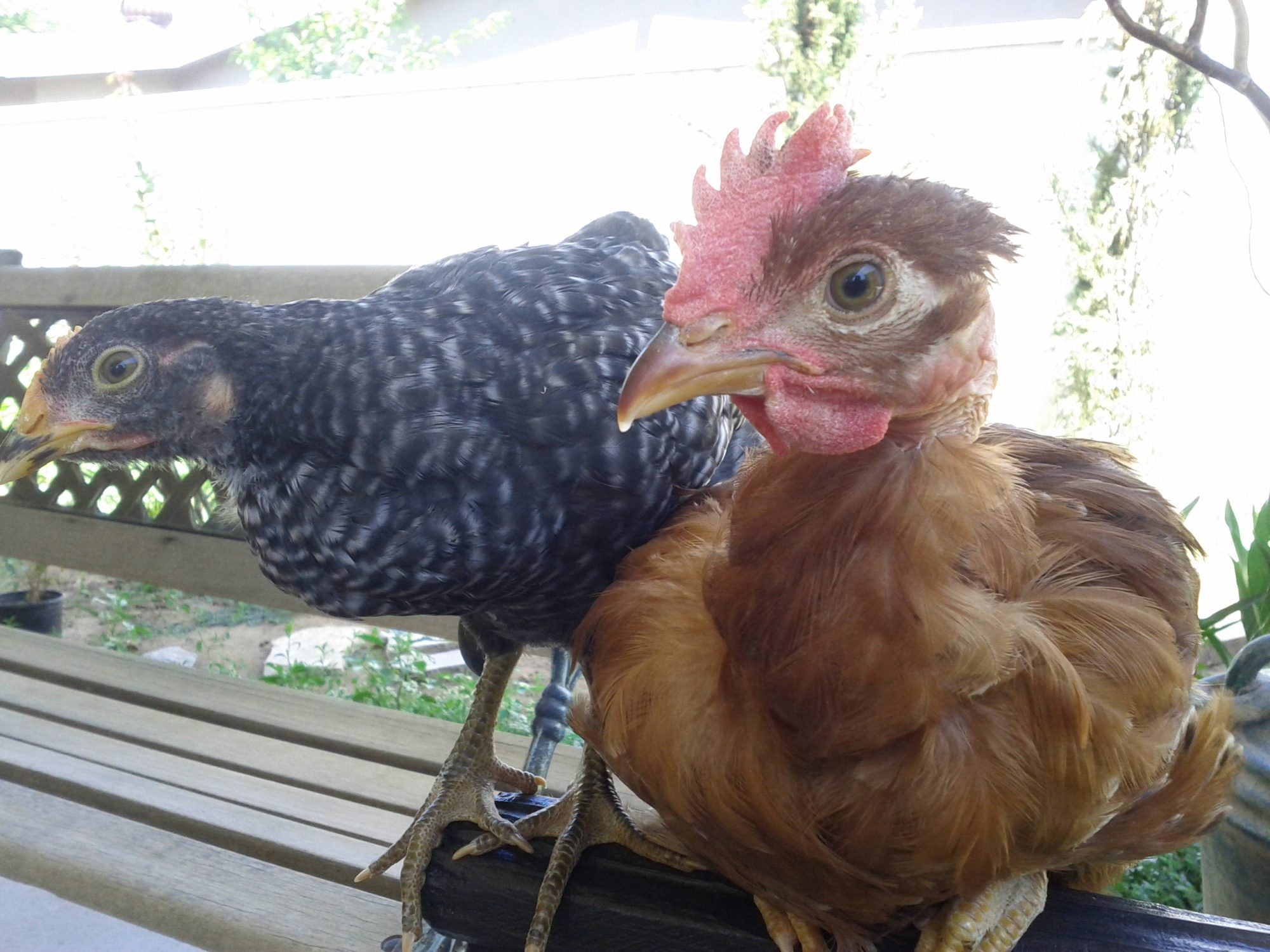 Turken Rooster or Hen? BackYard Chickens Learn How to Raise Chickens