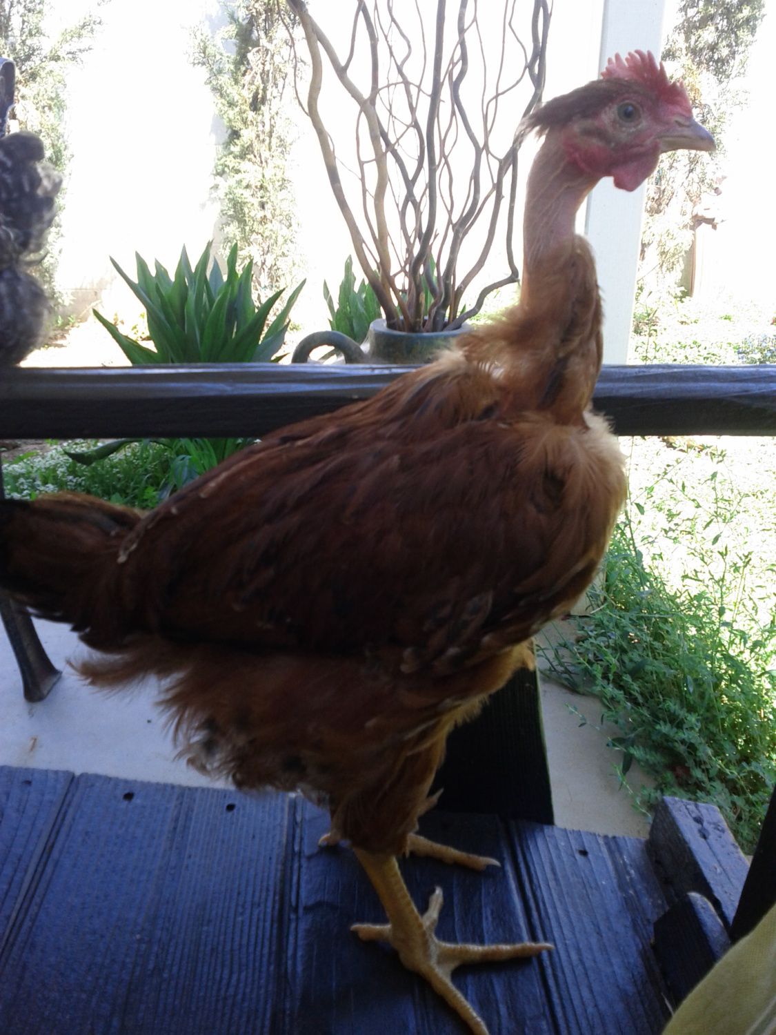 Turken Rooster or Hen? BackYard Chickens Learn How to Raise Chickens