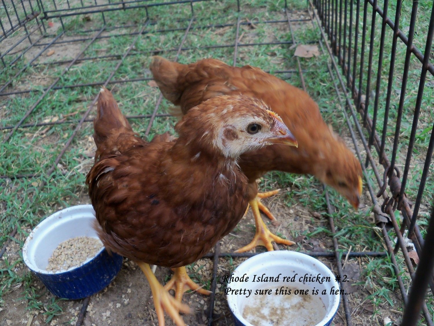 Help Identify Sex Of 7 Week Rhode Island Reds Backyard Chickens