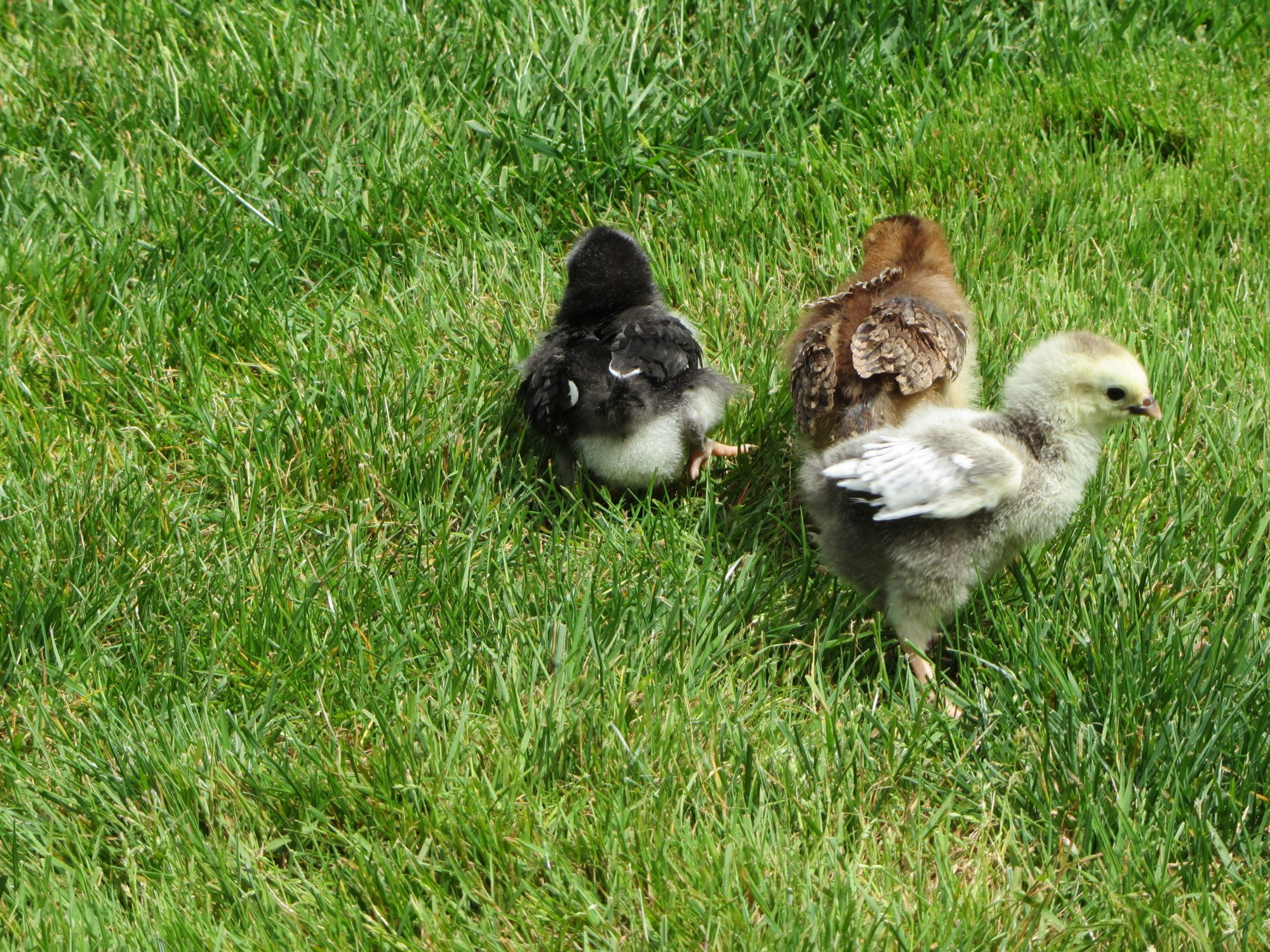 Chick slow to feather....problems? BackYard Chickens Learn How to