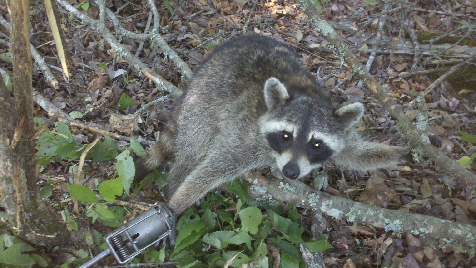 Dukes Dog proof raccoon trap, Page 2