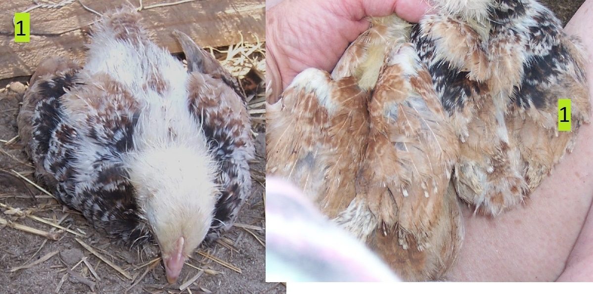 Salmom Faverolle chicks sex and 1 Bantam breed? BackYard Chickens