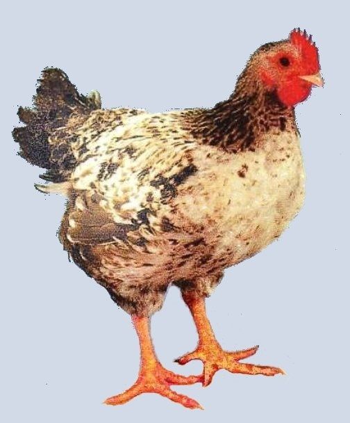 608