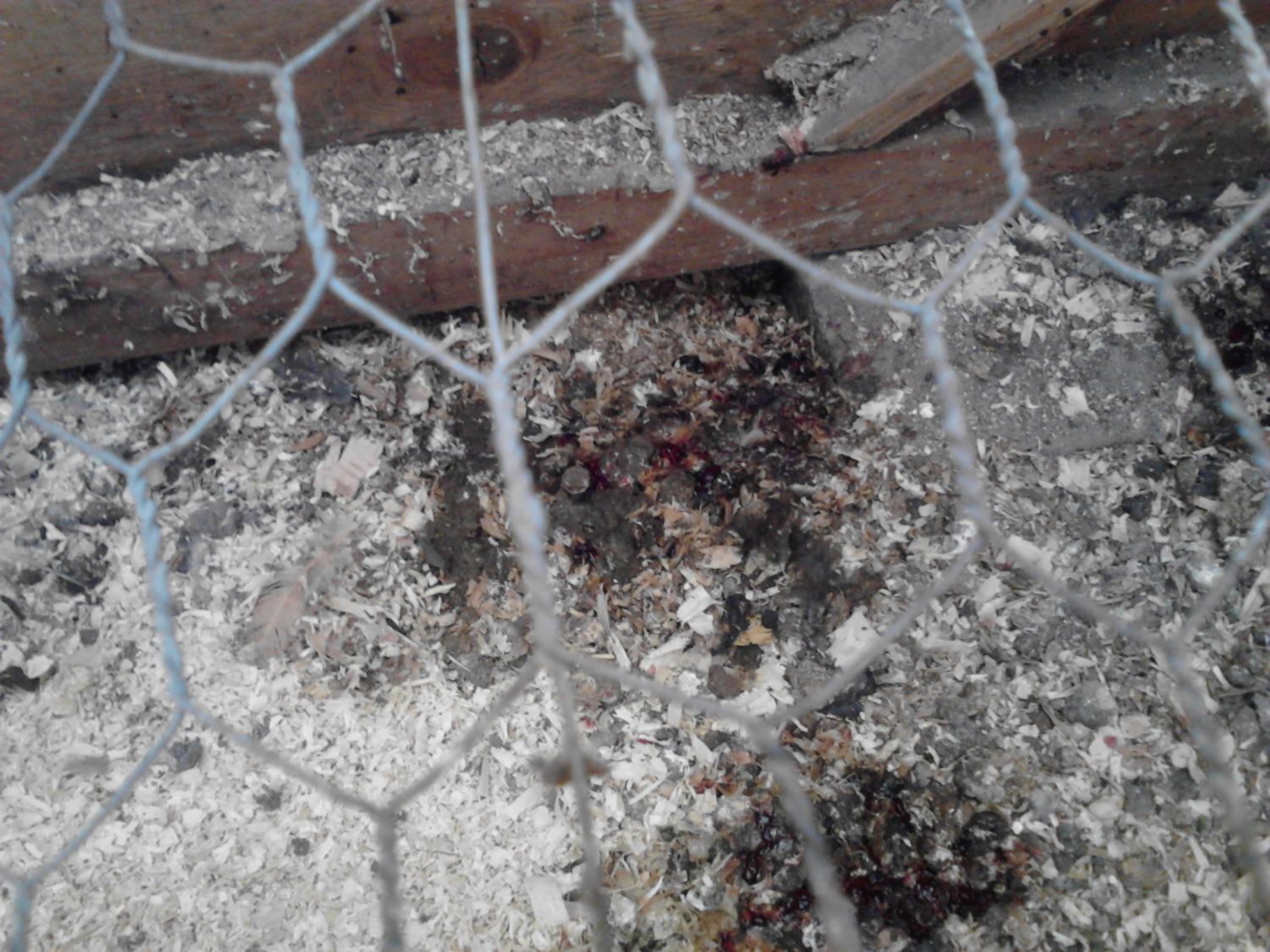 New chickens to the flock with severely watery and bloody poop (graphic