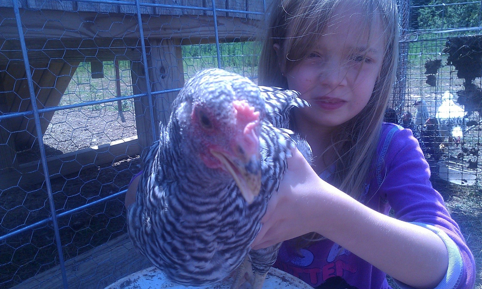 Please Help Me Determine The Gender Thread 2 Pic Heavy Backyard Chickens Learn How To
