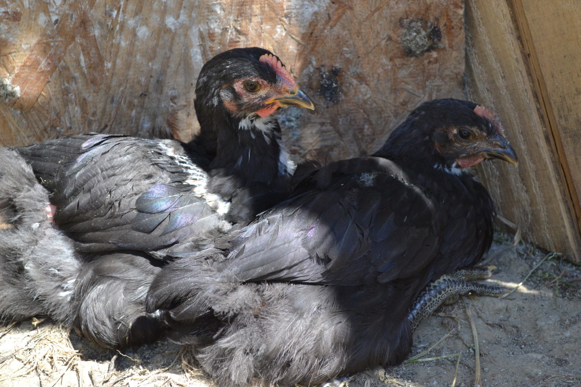 jersey giant pullet