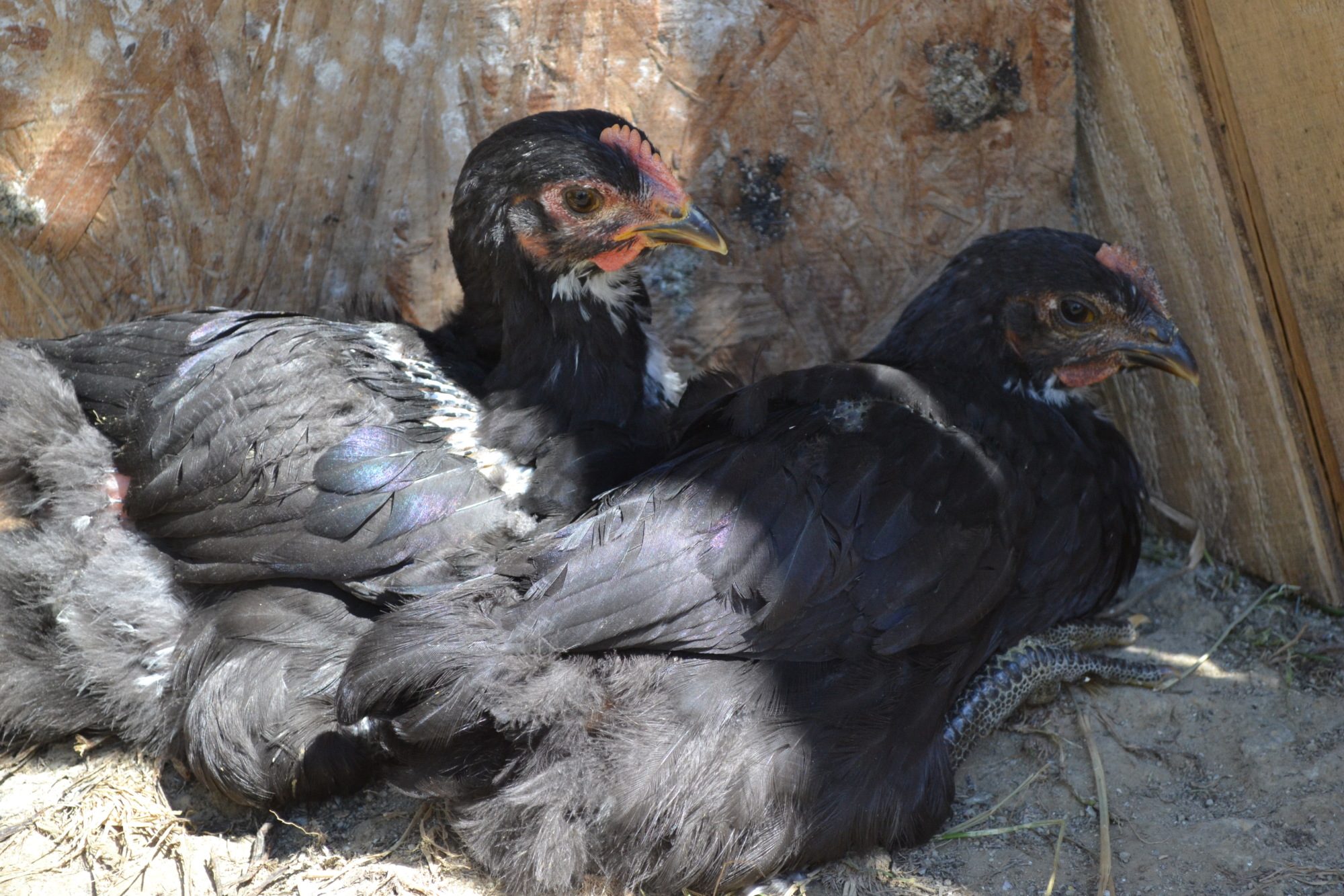 black jersey giant pullet