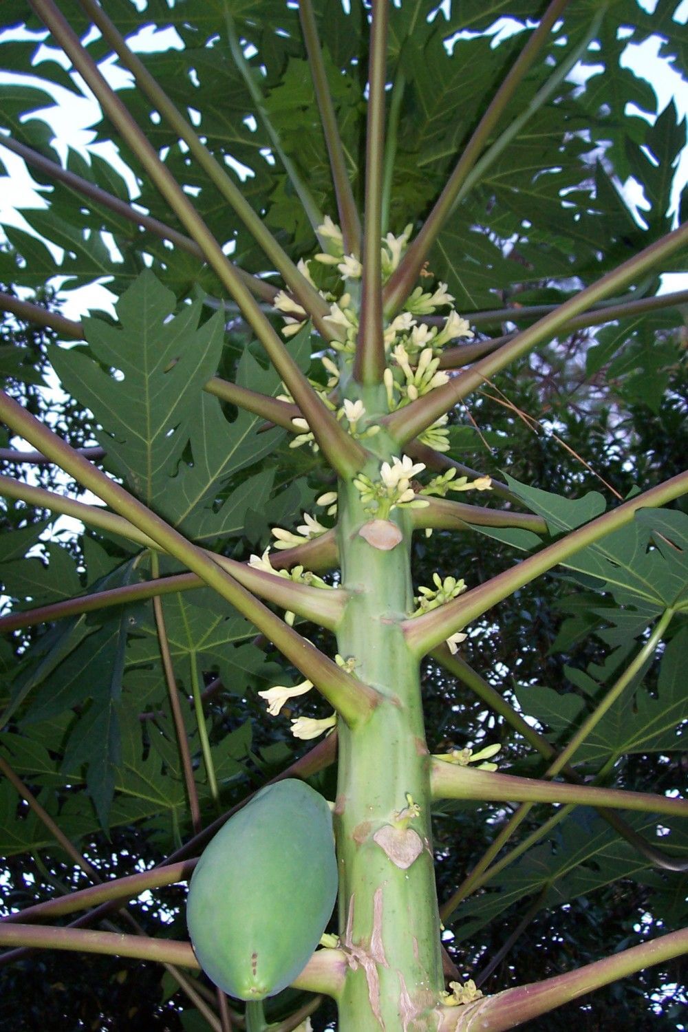 LL