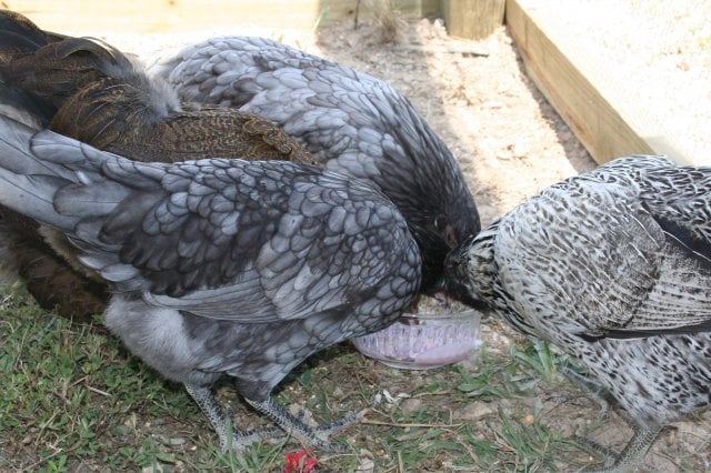 The Best Treats for Backyard Chickens