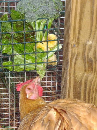 The Best Treats for Backyard Chickens