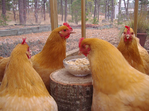 chickens eating oatmeal