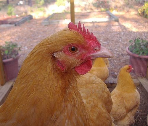 Buff Orpingtons Chicken Breed Information Pictures