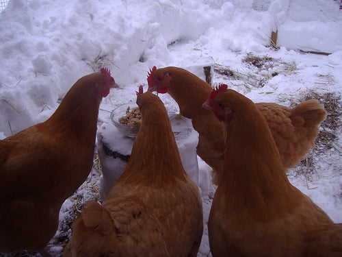 Backyard Chicken Treat Chart