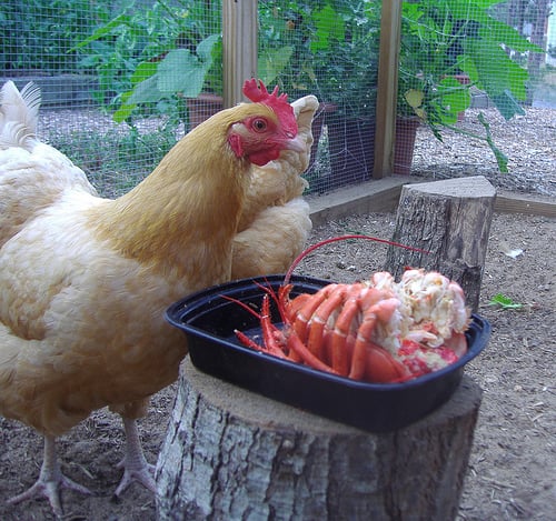 chicken eating lobster