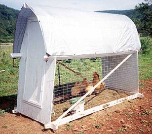 chickenhut2.jpg