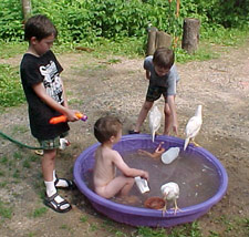 Chicken-Bath-1.jpg