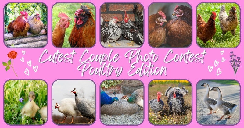 Cutest Couples Photo Contest—Poultry Edition