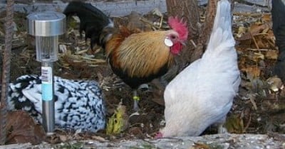 Guide To Things No One Would Tell You About Chickens