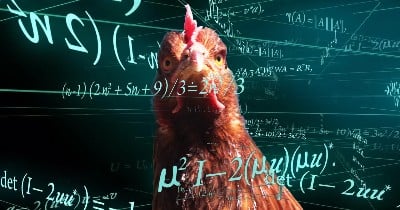Chicken Math (With Quiz)