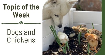 Topic of the Week - Dogs and chickens