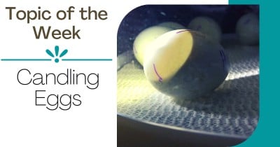 Topic of the Week - Candling Eggs