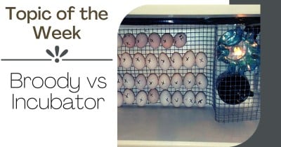 Topic of the Week: Broody vs Incubator