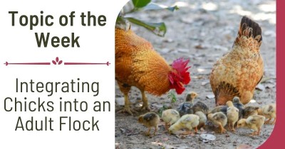 Integrating Chicks into an Adult Flock
