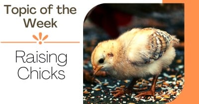 Topic of the Week: Raising Chicks