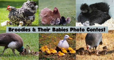 Broodies and Their Babies Photo Contest