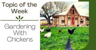 Gardening with Chickens