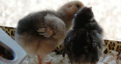 Aggressive Baby Chicks & How to Stop the Behavior