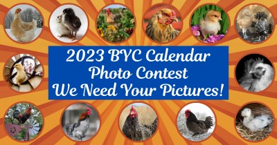 2023 BYC Calendar Photo Contest